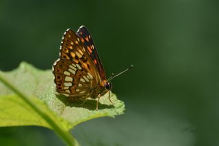 ncili Kelebek (Hamearis lucina)