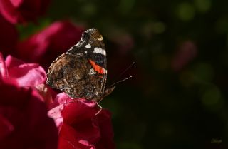 Atalanta (Vanessa atalanta)