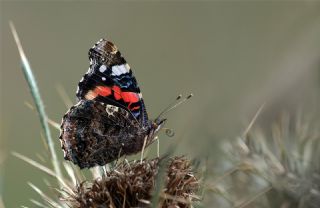 Atalanta (Vanessa atalanta)