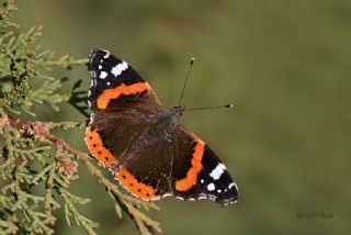 Atalanta (Vanessa atalanta)