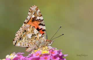 Diken Kelebei (Vanessa cardui)