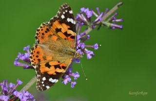 Diken Kelebei (Vanessa cardui)