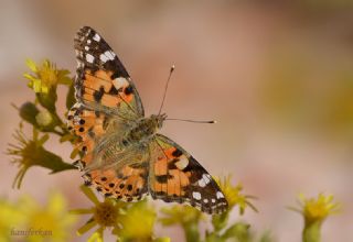 Diken Kelebei (Vanessa cardui)