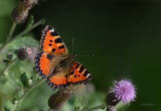 Aglais (Aglais urticae)