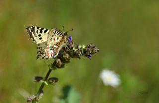 Orman Fistosu (Allancastria  cerisyi)