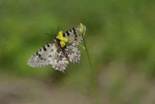 Orman Fistosu (Allancastria  cerisyi)