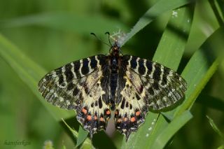 Orman Fistosu (Allancastria  cerisyi)