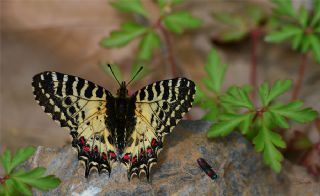 Orman Fistosu (Allancastria  cerisyi)