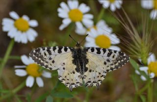 Orman Fistosu (Allancastria  cerisyi)