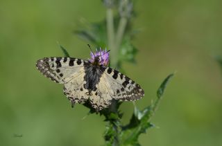 Orman Fistosu (Allancastria  cerisyi)
