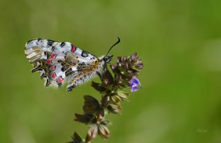 Orman Fistosu (Allancastria  cerisyi)