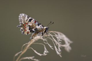 Orman Fistosu (Allancastria  cerisyi)