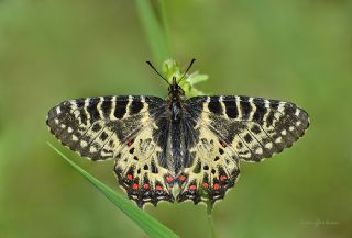 Orman Fistosu (Allancastria  cerisyi)