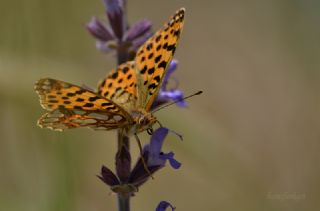 spanyol Kraliesi (Issoria lathonia)