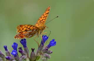 spanyol Kraliesi (Issoria lathonia)
