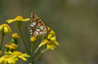 spanyol Kraliesi (Issoria lathonia)