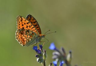 Niyobe (Fabriciana niobe)