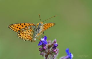 Niyobe (Fabriciana niobe)