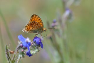 Niyobe (Fabriciana niobe)