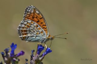 Niyobe (Fabriciana niobe)