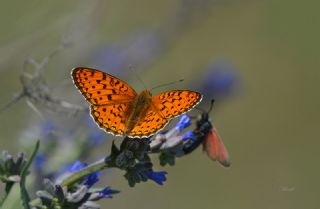 Niyobe (Fabriciana niobe)