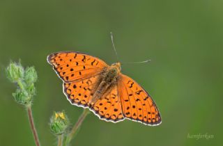 Niyobe (Fabriciana niobe)
