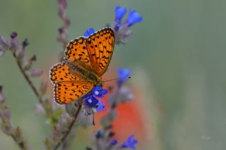 Niyobe (Fabriciana niobe)