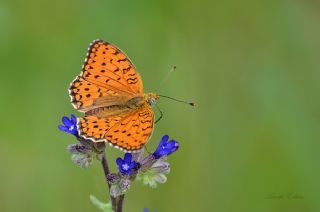 Niyobe (Fabriciana niobe)