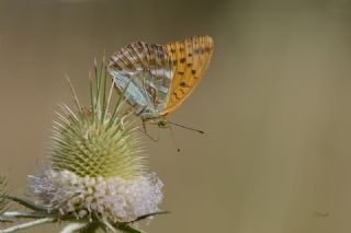 Cengaver (Argynnis paphia)