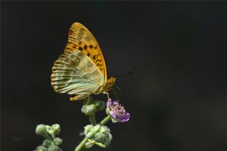 Cengaver (Argynnis paphia)