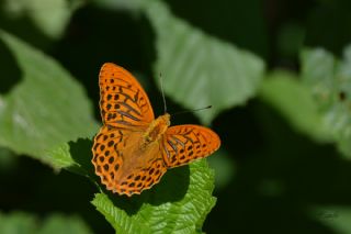 Cengaver (Argynnis paphia)