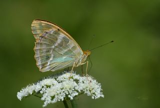 Cengaver (Argynnis paphia)