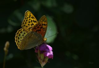 Bahadr (Argynnis pandora)