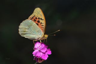 Bahadr (Argynnis pandora)
