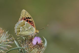 Bahadr (Argynnis pandora)