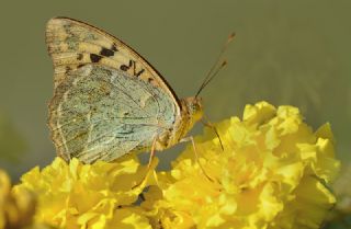 Bahadr (Argynnis pandora)