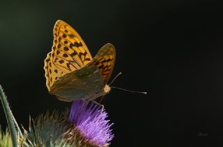 Bahadr (Argynnis pandora)