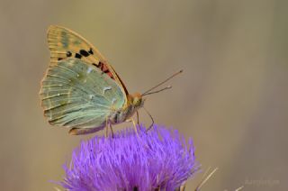 Bahadr (Argynnis pandora)