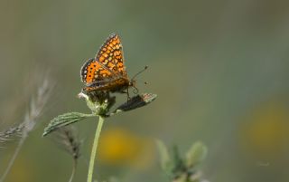 Nazuum (Euphydryas aurinia)