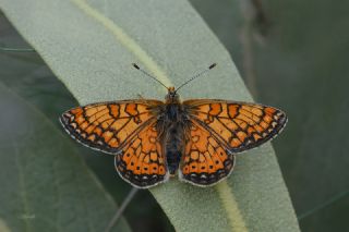 Nazuum (Euphydryas aurinia)