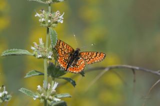 Nazuum (Euphydryas aurinia)