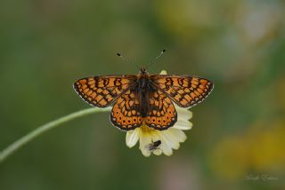 Nazuum (Euphydryas aurinia)