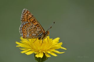 Nazuum (Euphydryas aurinia)