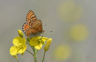 Nazuum (Euphydryas aurinia)