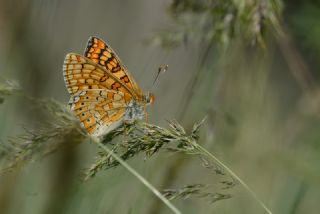 Nazuum (Euphydryas aurinia)