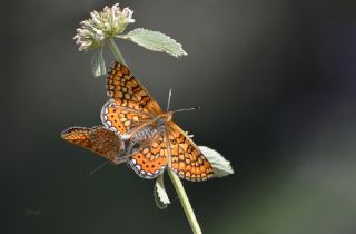 Nazuum (Euphydryas aurinia)