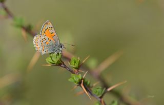 Akbes Gelincii (Tomares nesimachus)