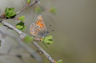 Akbes Gelincii (Tomares nesimachus)