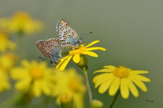 Akbes Gelincii (Tomares nesimachus)