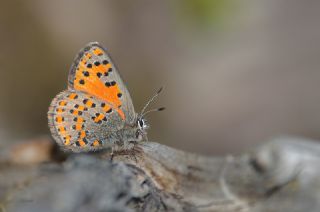 Akbes Gelincii (Tomares nesimachus)